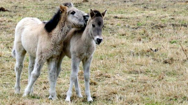 ARCHIVBILD: URTÜMLICHE KONIK-PFERDE ZIEHEN IM AUEN Konik-Pferde sollen bald aus einem Polnischen Reservat nach Marchegg ziehen.