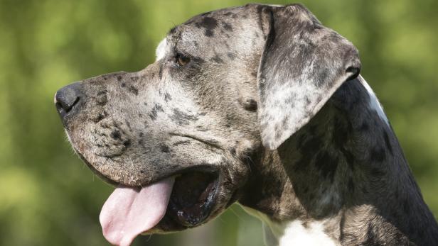 Das Fehlverhalten des Hundes muss konsequent abtrainiert werden.