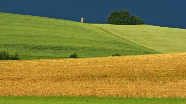 Hügelige Landschaft mit Feldern in verschiedenen Grüntönen und einem reifen Getreidefeld.