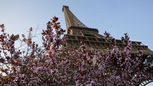 Der Eiffelturm in Paris, teilweise verdeckt von einem blühenden Baum.