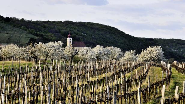 Weiß und üppig: Obst und Wein gedeihen im Burgenland besonders gut: Donnerskirchen ist der Ausgangspunkt des Kirschblütenweges