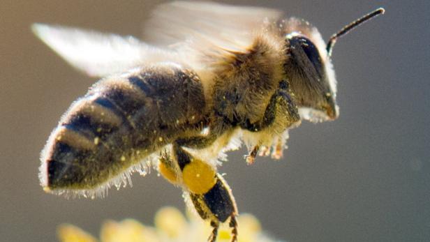 Regional völlig unterschiedlich reicht das Schadensbild bis zum Totalausfall aller Honigbienen.
