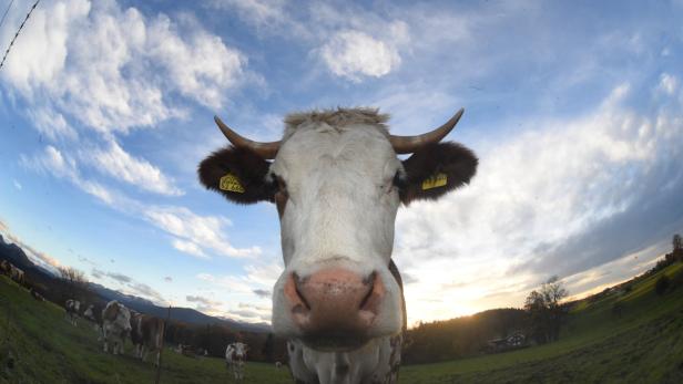 Für Bio-Milch zahlen deutsche Molkereien deutlich mehr als heimische Verarbeiter