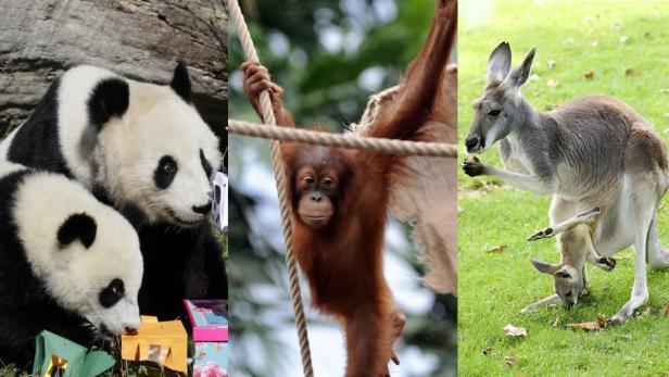Collage mit Pandas, einem Orang-Utan und einem Känguru mit Jungtier.
