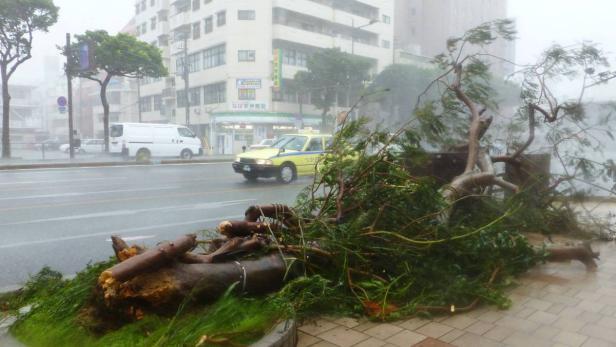 Ein umgestürzter Baum liegt nach einem Sturm auf einem Bürgersteig in einer Stadt.