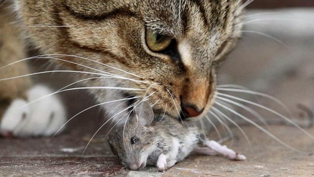 Kleine Nagetiere fallen Katzen am häufigsten zum Opfer.