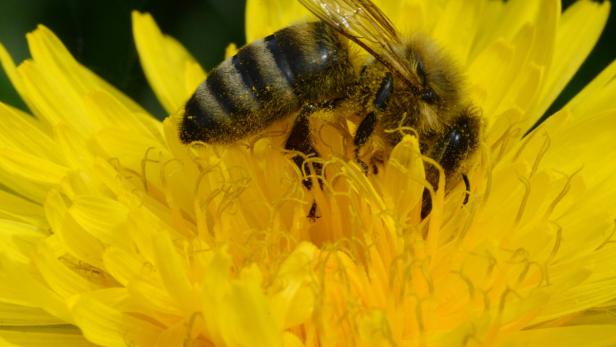 Bienenvölker sind geschwächt durch Schlechtwetter und Futtermangel