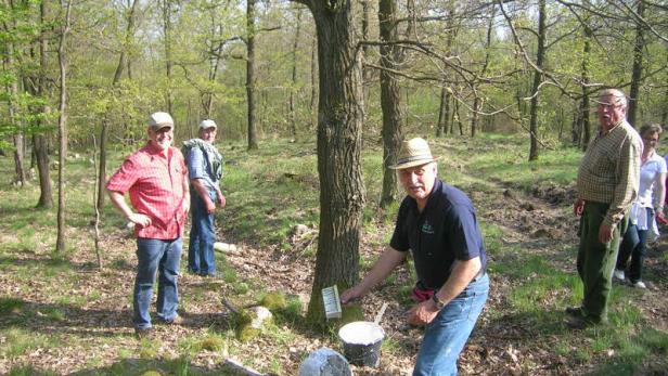 Eine Gruppe von Personen arbeitet im Wald an der Markierung von Bäumen.