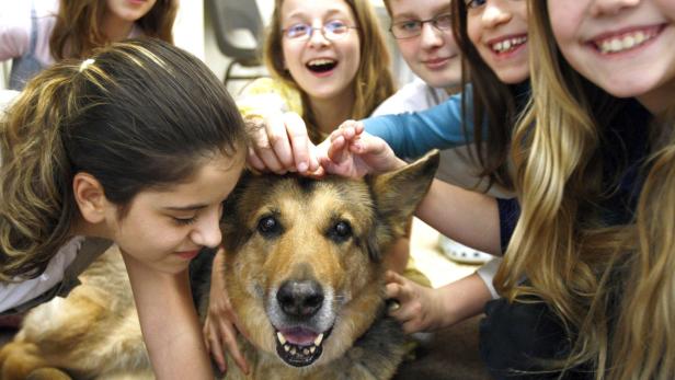 „Lehrer auf vier Pfoten“: Das soziale Gefüge in der Klasse und auch die Lernerfolge können durch die Präsenz des Hundes verbessert werden