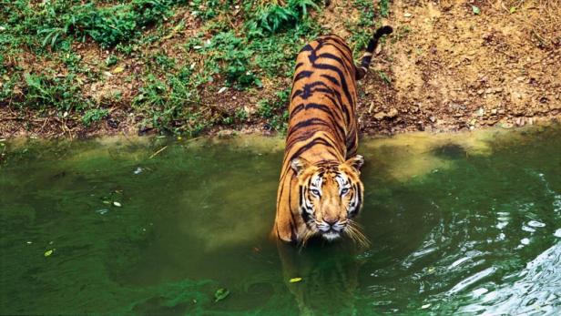 Extratour: Indien - Tiger, Tempel und Erotik