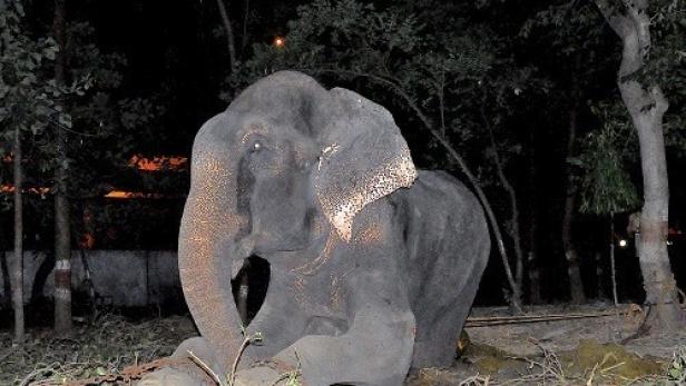 Ein Elefant ruht sich nachts unter Bäumen aus.