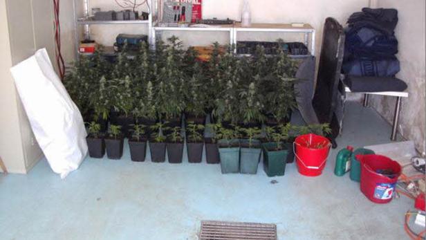 Zahlreiche Cannabis-Pflanzen stehen in Töpfen in einem Raum.
