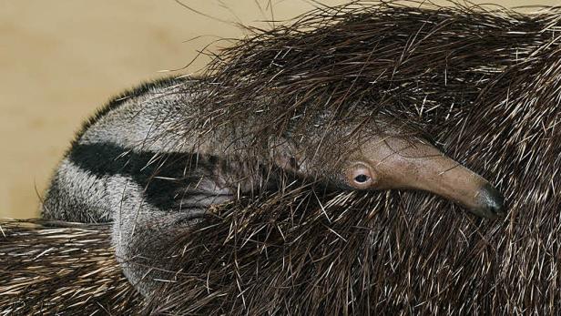 Nahaufnahme eines Tamandua, der sich in sein Fell kuschelt.