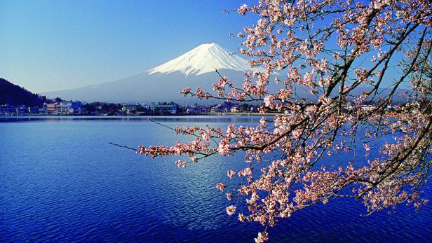 Der schneebedeckte Berg Fuji überblickt einen ruhigen See mit blühenden Kirschblüten im Vordergrund.
