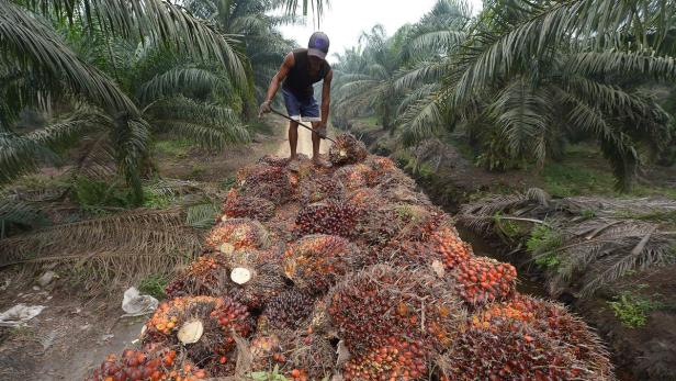 Ölpalmen werden auf Plantagen in Malaysia und Indonesien angebaut.