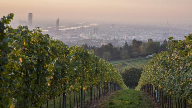 Weingärten dürfen nicht mehr verbaut werden