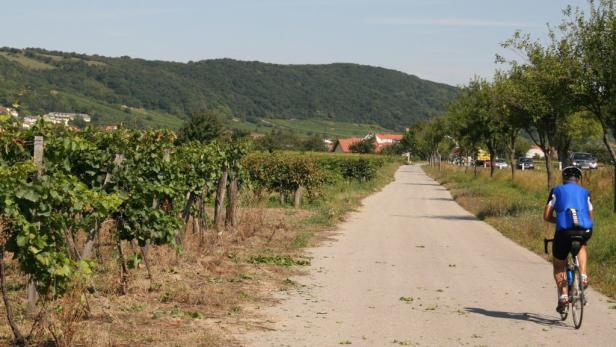 Ein Radfahrer fährt auf einer Straße durch eine Weinregion.