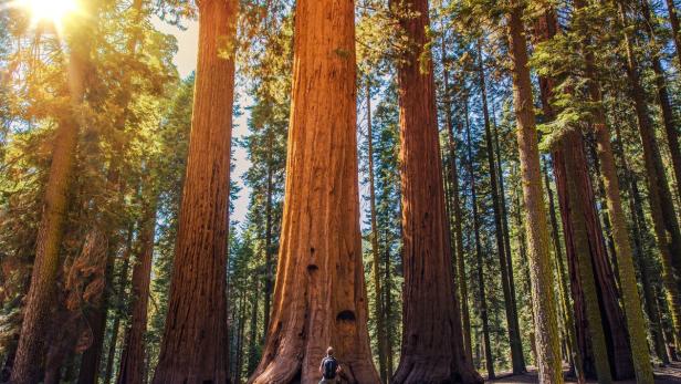 Der Küstenmammutbaum (Redwood), in Nordamerika heimisch, wächst in den Himmel. Der höchste Baum der Welt (115 Meter) steht in einem Nationalpark in Kaliforniens. Stünde der Baum neben dem Petersdom in Rom, könnte ein Eichhörnchen vom Gipfel direkt in die Domkuppel schauen.