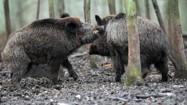 Bei Wildschweinen wurden Proben genommen.