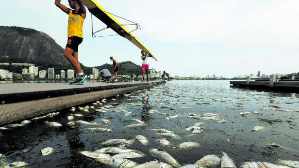 Dead fish are pictured next to rowing athletes car