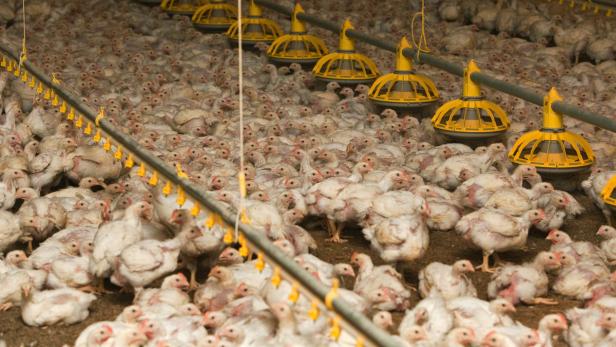 Tausende Hühner in einem Stall eines Geflügelmastbetriebes (Symbolbild).