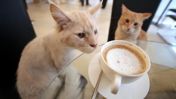 Eine Katze betrachtet neugierig eine Tasse Cappuccino auf einem Tisch.