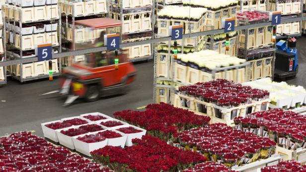 Rosen zählen zu den meistverkauften Schnittblumen in Aalsmeer