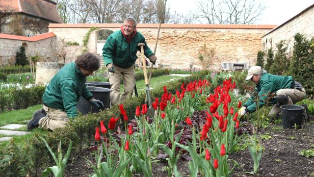 Drei Gärtner arbeiten in einem Garten mit roten Tulpen.