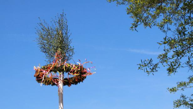 Keine Strafen für Maibaum-Diebe