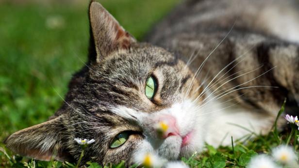 Tierquäler schlug erneut zu: Katze in Tirol angeschossen