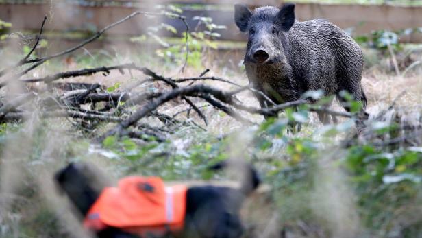 Die Jagd auf Wildschweine im Gatter dürfte im Burgenland ab 2023 der Vergangenheit angehören. Für die Gatterbesitzer ist das letzte Wort noch nicht gesprochen