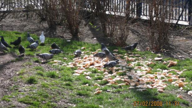 Die Wiener Waste Watcher dokumentierten das Ergebnis falsch verstandenen Tierschutzes: Essenreste machen Tauben krank...