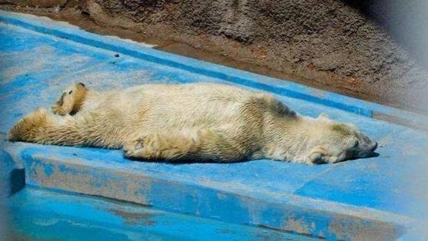 Ein Eisbär liegt auf einer blauen Plattform und ruht sich aus.