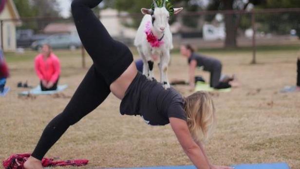 Yoga mit Ziegen liegt im Trend.