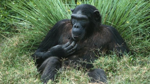 Schimpansendame in Uganda.