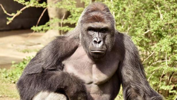 Der 17 Jahre alte Gorilla Harambe wurde erschossen.