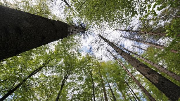 Blick von unten in einen Wald mit hohen Bäumen und grünem Blätterdach.
