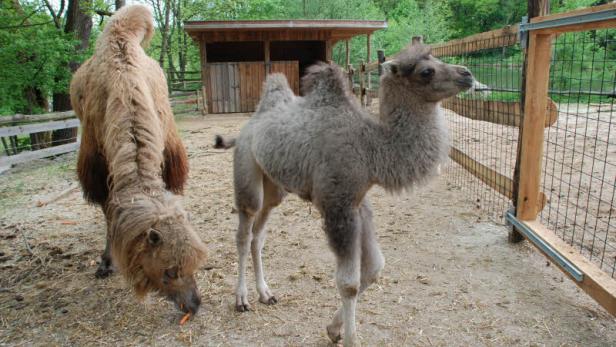 Kamelbuckel im Tierpark auf acht Stück aufgestockt
