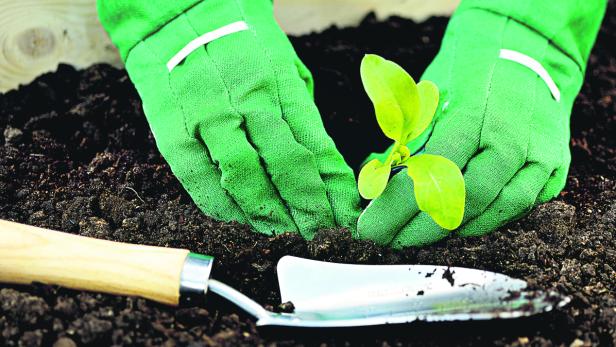 Close-up hands in gloves planting sprout