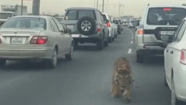 Ein Tiger läuft auf einer mehrspurigen Straße zwischen Autos hindurch.