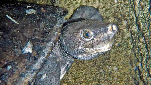 Haus des Meeres: Woher die Tabascoschildkröte ihren Namen hat