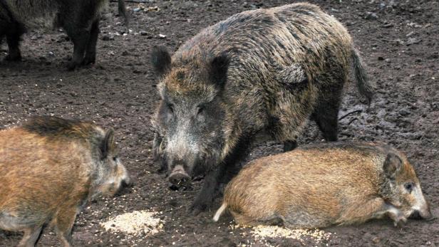 Die hohe die Zahl der Wildschweine im Gatter sorgt für kaputte Bäume und zerstampften Boden