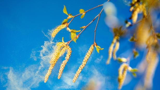 Die Belastung mit Birkenpollen wird heuer stärker als in den vergangenen Jahren