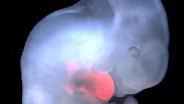 Ein sich entwickelndes Rattenherz in einem Mäuseembryo.