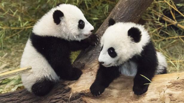 Der Tiergarten Schönbrunn beteiligt sich mit den Panda-Zwillingen an dem Wettstreit.