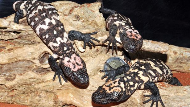 Drei Gila-Krustenechsen ruhen auf einem Stück Holz.
