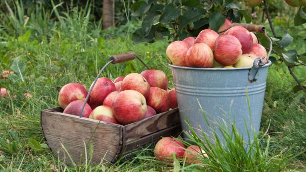 Nach Pleite: Steirerfrucht und Apfelland vorerst gerettet