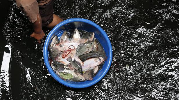 Fisch aus Thailand droht Importstopp in die EU