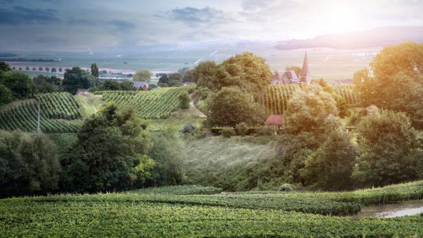 Eine malerische Landschaft im Nordosten Frankreichs, wo die Dörfer gotische Kirchen haben und die Weingärten wie mit dem Kamm gezeichnet aussehen. Champagner ist heute aber auch ein nachgerade industriell hergestelltes Markenprodukt, das auf aller Welt Absatz findet – besonders, wenn es was zu feiern gibt.