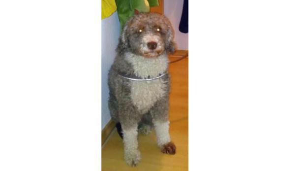 Deutscher gab seinen Hund als Schaf aus